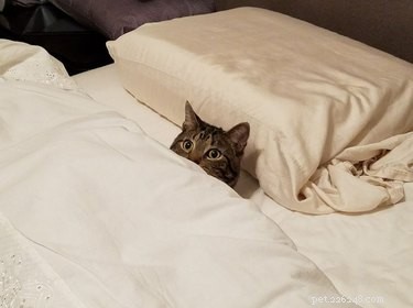17 Cats Who Love Snuggling Under Blankets