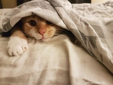 17 Cats Who Love Snuggling Under Blankets