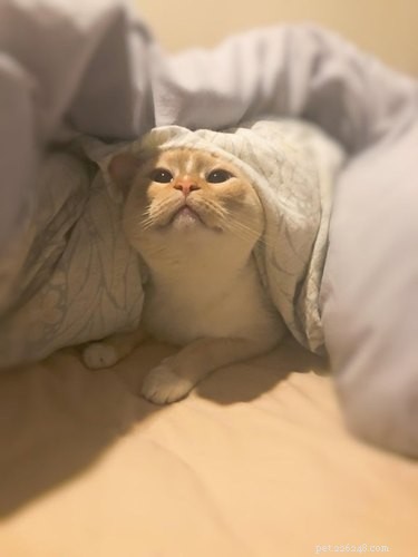17 Cats Who Love Snuggling Under Blankets
