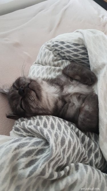 17 Cats Who Love Snuggling Under Blankets