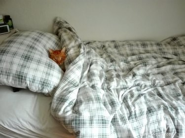 17 Cats Who Love Snuggling Under Blankets