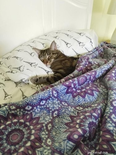17 Cats Who Love Snuggling Under Blankets