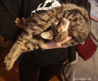 19 Cats Enjoying Noodles: A Whimsical Look at Pets