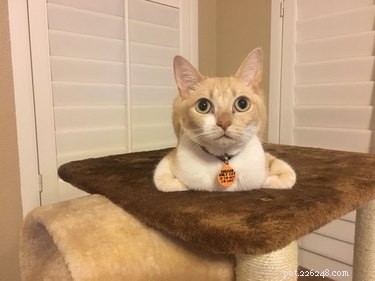 19 Cats Enjoying Noodles: A Whimsical Look at Pets