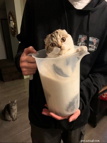19 Cats Enjoying Noodles: A Whimsical Look at Pets