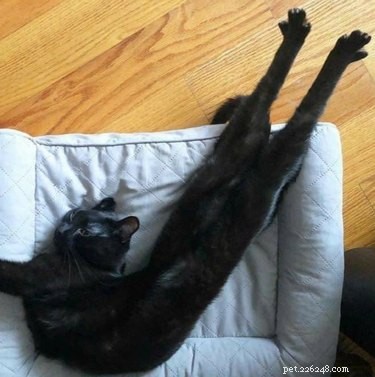 19 Cats Enjoying Noodles: A Whimsical Look at Pets
