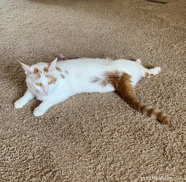 19 Cats Enjoying Noodles: A Whimsical Look at Pets