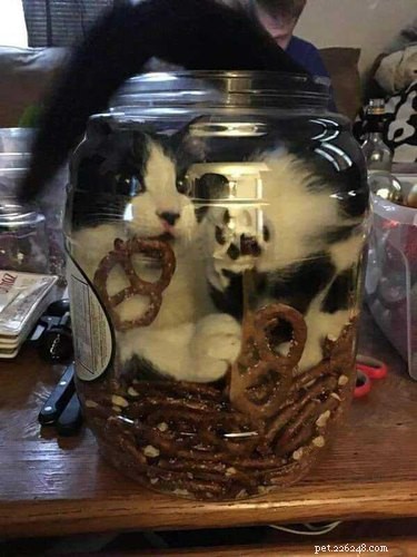 19 Cats Enjoying Noodles: A Whimsical Look at Pets