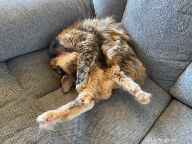 19 Cats Enjoying Noodles: A Whimsical Look at Pets