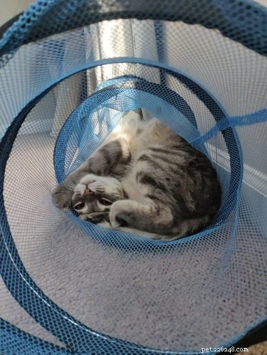 19 Cats Enjoying Noodles: A Whimsical Look at Pets