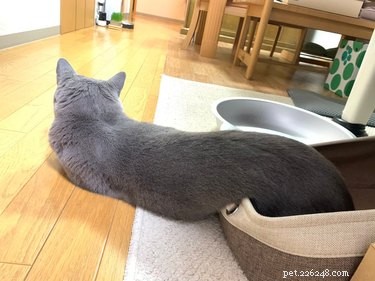 19 Cats Enjoying Noodles: A Whimsical Look at Pets