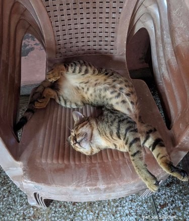 19 Cats Enjoying Noodles: A Whimsical Look at Pets