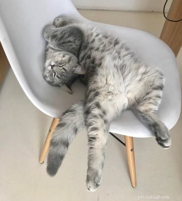 19 Cats Enjoying Noodles: A Whimsical Look at Pets
