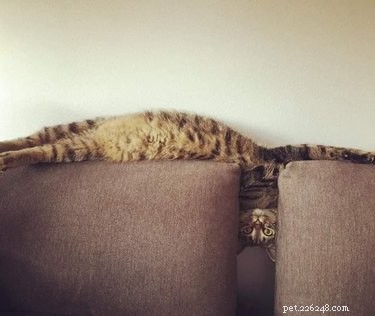 19 Cats Enjoying Noodles: A Whimsical Look at Pets