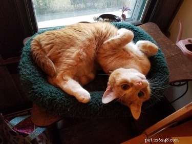 19 Cats Enjoying Noodles: A Whimsical Look at Pets