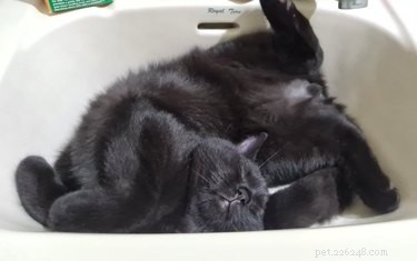 19 Cats Enjoying Noodles: A Whimsical Look at Pets