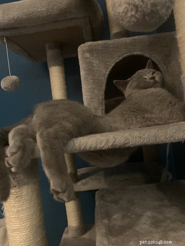 19 Cats Enjoying Noodles: A Whimsical Look at Pets