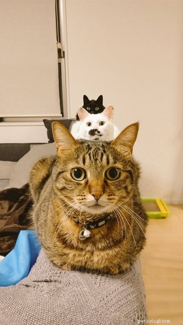 20 Heartwarming Animal Antics to Brighten Your Day