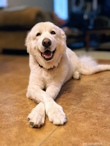 20 Heartwarming Animal Antics to Brighten Your Day