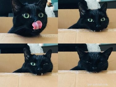 20 Heartwarming Animal Antics to Brighten Your Day
