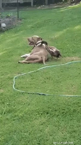 20 Heartwarming Animal Antics to Brighten Your Day