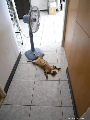 20 Heartwarming Animal Antics to Brighten Your Day