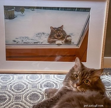20 Heartwarming Animal Antics to Brighten Your Day