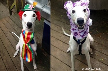 20 Heartwarming Animal Antics to Brighten Your Day