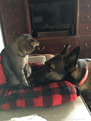 20 Heartwarming Animal Antics to Brighten Your Day