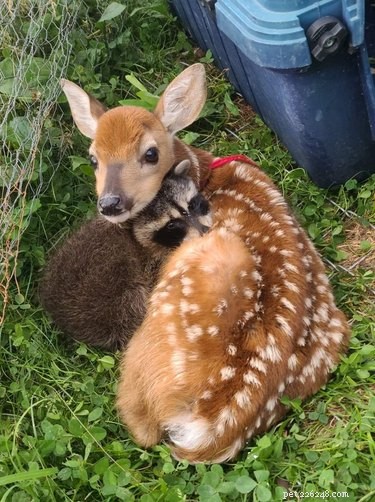 20 Heartwarming Animal Antics to Brighten Your Day