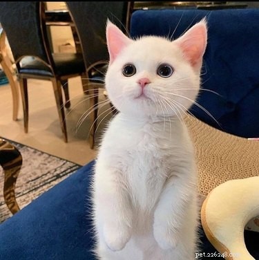 20 Heartwarming Animal Antics to Brighten Your Day
