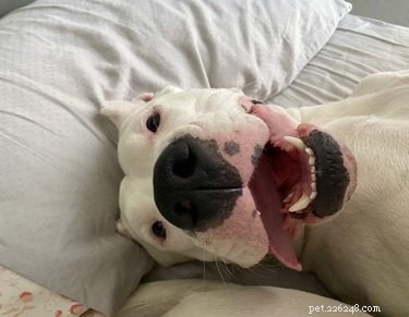 20 Heartwarming Animal Antics to Brighten Your Day