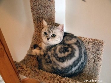 20 Heartwarming Animal Antics to Brighten Your Day