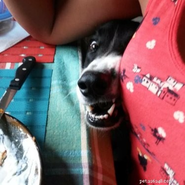 20 Heartwarming Animal Antics to Brighten Your Day