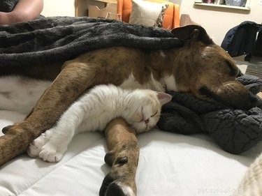 20 Heartwarming Animal Antics to Brighten Your Day