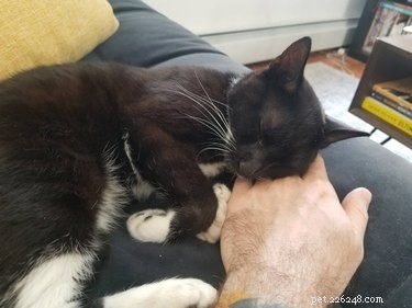 20 Heartwarming Animal Antics to Brighten Your Day