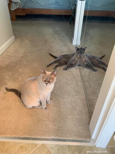 17 Heartwarming Cat Images That Will Instantly Lift Your Spirits