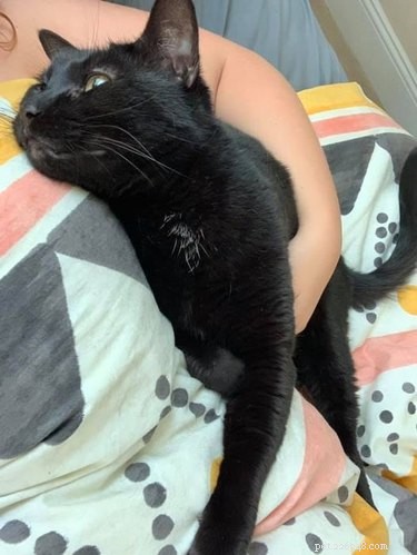 17 Heartwarming Cat Images That Will Instantly Lift Your Spirits