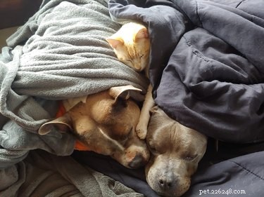 17 Heartwarming Cat Images That Will Instantly Lift Your Spirits
