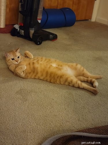 17 Heartwarming Cat Images That Will Instantly Lift Your Spirits