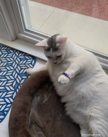 17 Heartwarming Cat Images That Will Instantly Lift Your Spirits
