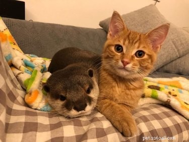 17 Heartwarming Cat Images That Will Instantly Lift Your Spirits
