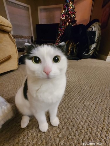 17 Heartwarming Cat Images That Will Instantly Lift Your Spirits