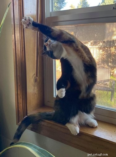 17 Heartwarming Cat Images That Will Instantly Lift Your Spirits