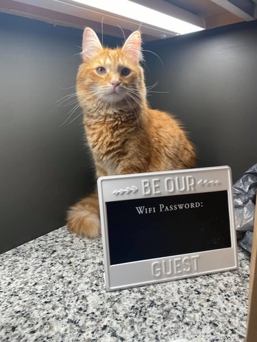 17 Heartwarming Cat Images That Will Instantly Lift Your Spirits