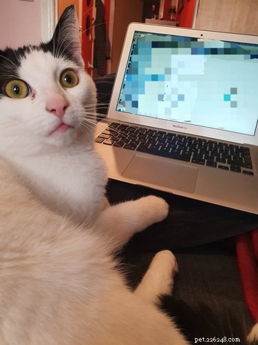 17 Heartwarming Cat Images That Will Instantly Lift Your Spirits