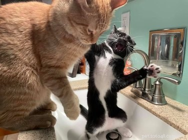17 Heartwarming Cat Images That Will Instantly Lift Your Spirits
