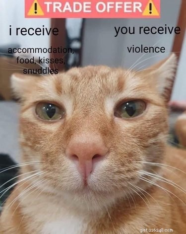 17 Heartwarming Cat Images That Will Instantly Lift Your Spirits