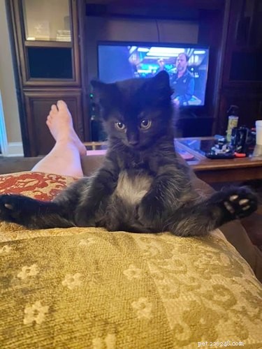 17 Heartwarming Cat Images That Will Instantly Lift Your Spirits
