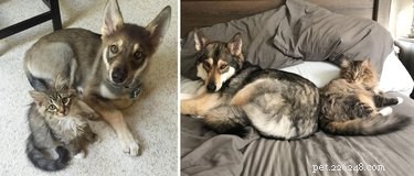 22 Pets That’ve Evolved From Adorable Beginnings to Stunning Glow‑Ups